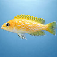 Lamprologus caudopunkt. orange 4 — side profile on a plain background — representative image - view 3