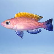 Lamprologus caudopunktatus r. f. 3 — side profile on a plain background — representative image - view 3