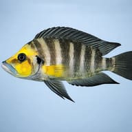 Lamprologus comp. goldhead 3 — side profile on a plain background — representative image - view 3