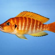 Lamprologus comp. kigoma 4 — side profile on a plain background — representative image - view 3
