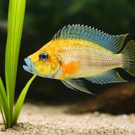 Lamprologus comp. mabilibili orange 3 — close view showing fin and scale detail — representative image - view 4