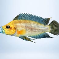 Lamprologus comp. mabilibili orange 3 — side profile on a plain background — representative image - view 3