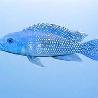 Lamprologus congoensis 3,5 — side profile on a plain background — representative image - view 3
