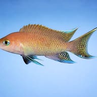 Lamprologus crassus 3,5 — side profile on a plain background — representative image - view 3
