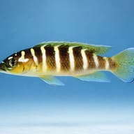 Lamprologus cylindricus S — side profile on a plain background — representative image - view 3