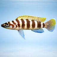 Lamprologus cylindricus yellowh. 3 — side profile on a plain background — representative image - view 3