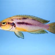 Lamprologus furcifer 4 — side profile on a plain background — representative image - view 3