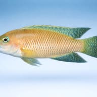 Lamprologus mondabu 5 — side profile on a plain background — representative image - view 3