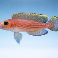 Side profile of Lamprologus ornatipinnis on a pale blue background, showing net-patterned orange scales - view 3