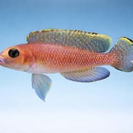 Lamprologus ornatipinis 3,5 — side profile on a plain background — representative image - view 3