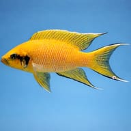 Lamprologus pulcher 4 - 5 — side profile on a plain background — representative image - view 3
