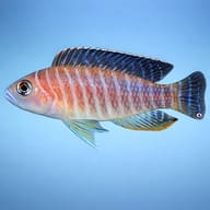 Lamprologus similis 2,5 — side profile on a plain background — representative image - view 3