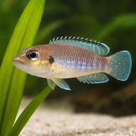 Lamprologus speciosus 2,5 — close view showing fin and scale detail — representative image - view 4