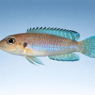 Lamprologus speciosus 2,5 — side profile on a plain background — representative image - view 3