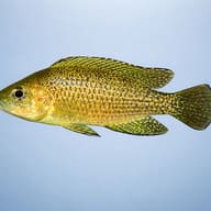 Lamprologus toae 4 - 5 — side profile on a plain background — representative image - view 3