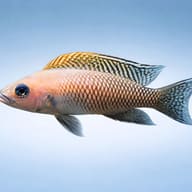 Lamprologus walteri 4 - 4 — side profile on a plain background — representative image - view 3