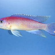 Lamprologus werneri 3,5 - 4 — side profile on a plain background — representative image - view 3