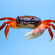 Land Crab, rainbow crab, moon crab, Patriot crab (Cardisoma armatum) — side profile on a plain background - view 3