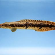 Side view of a Half-Banded Spiny Eel with a dark broken stripe on blue - view 3
