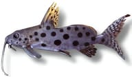 Large-Spot Synodontis with long barbels and dark spots against a white background - view 5