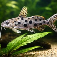 Large-Spot Synodontis swimming above a broad green leaf and gravel - view 4