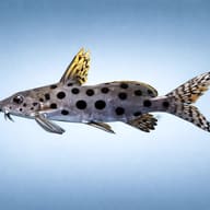Large-Spot Synodontis in side profile against a pale blue background - view 3