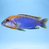 Lavender mbuna — side profile on a plain background — representative image - view 3