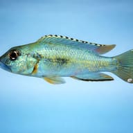 Lemaire's Lamprologus — side profile on a plain background — representative image - view 3