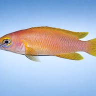 Lemon Cichlid — side profile on a plain background — representative image - view 3