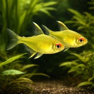 Lemon Tetras — South American Tetra — pair in a planted aquarium — representative image - view 2
