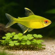 Lemon Tetras — South American Tetra — close view showing fin and scale detail — representative image - view 4