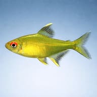 Lemon Tetras — South American Tetra — side profile on a plain background — representative image - view 3