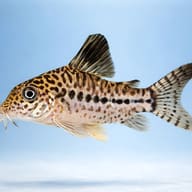 Leopard catfish — side profile on a plain background — representative image - view 3