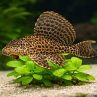 Leopard pleco close view showing fin and scale detail — representative image - view 4