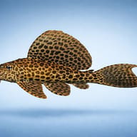 Leopard pleco side profile on a plain background — representative image - view 3