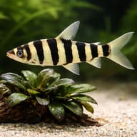 Leporinus affinis 3 — close view showing fin and scale detail — representative image - view 4