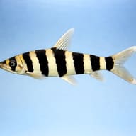 Leporinus affinis 3 — side profile on a plain background — representative image - view 3