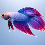 Libby Betta, Split-Tailed Betta ALBINO - XL — side profile on a plain background — representative image - view 3