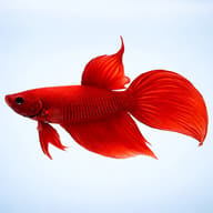 Libby Betta, Split-Tailed Betta red XL — side profile on a plain background — representative image - view 3