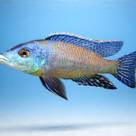 Lichmochromis acuticeps 5 — side profile on a plain background — representative image - view 3