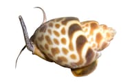 Bybylon Shell Light Babylonia spirata marine snail with patterned spiral shell on a sandy substrate - view 5