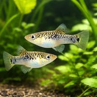 Limia vittata wild 3 — pair in a planted aquarium — representative image - view 2