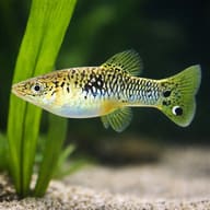 Limia vittata wild 3 — close view showing fin and scale detail — representative image - view 4