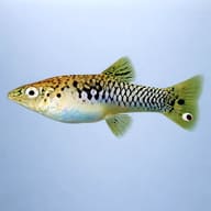 Limia vittata wild 3 — side profile on a plain background — representative image - view 3