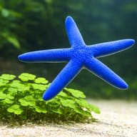 Blue Starfish - Marine Aquarium Livestock — Linckia Laevigata Blue Starfish for UK Aquariums - view 4