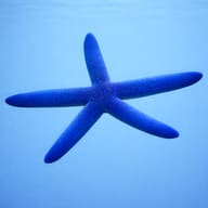 Blue Starfish - Marine Aquarium Livestock — Linckia Laevigata Blue Starfish for UK Aquariums - view 3