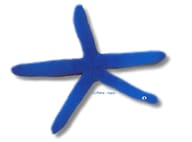 Blue Starfish - Marine Aquarium Livestock — Linckia Laevigata Blue Starfish for UK Aquariums - view 5