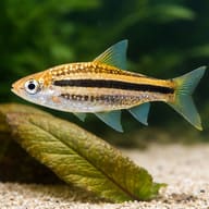 Lined Barb size reference beside aquarium plants — representative image - view 4