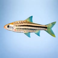 Lined Barb side profile showing horizontal stripes — representative image - view 3