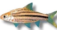 Lined Barb, Striuntius lineatus - view 5